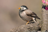White-Cheeked Starling<br><i>Spodiopsar cineraceus</i>
