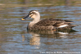 Eastern Spot-Billed Duck<br><i>Anas zonorhyncha</i>