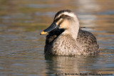 Eastern Spot-Billed Duck<br><i>Anas zonorhyncha</i>