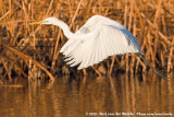 Great Egret<br><i>Ardea alba ssp.</i>