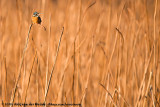 Common Kingfisher<br><i>Alcedo atthis bengalensis</i>