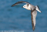 Black-Legged Kittiwake<br><i>Rissa tridactyla tridactyla</i>