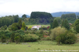 Green scenery around Lago Llanquihue