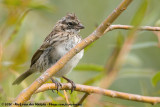 Rufous-Collared SparrowZonotrichia capensis chilensis
