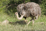 Common OstrichStruthio camelus australis