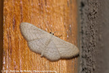 Moth UnknownHeterocera indet.