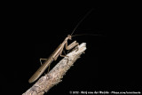 Mantis UnknownChroicopteridae indet.