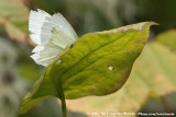 Small White<br><i>Pieris rapae</i>