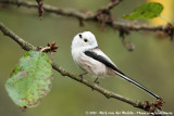 Long-Tailed Tit  (Staartmees)