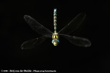 Southern HawkerAeshna cyanea