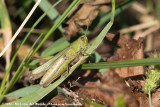 Steppe GrasshopperChorthippus dorsatus dorsatus