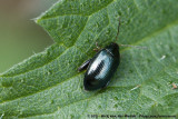 Cabbage-Stem Flea BeetlePsylliodes chrysocephala