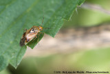 Lygus pratensis
