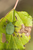 Green Shield BugPalomena prasina