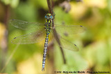 Southern HawkerAeshna cyanea