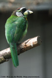 Asian Barbets  (Aziatische Baardvogels)