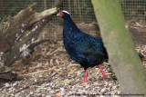 Edwardss Pheasant<br><i>Lophura edwardsi</i>