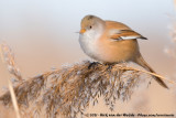 Bearded Reedling<br><i>Panurus biarmicus biarmicus</i>