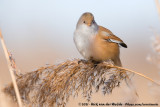 Bearded Reedling<br><i>Panurus biarmicus biarmicus</i>