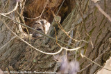 Tawny Owl<br><i>Strix aluco aluco</i>