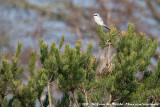 Great Grey Shrike<br><i>Lanius excubitor excubitor</i>