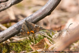 Orange Underwing<br><i>Archiearis parthenias parthenias</i>