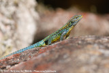 Painted Tree Iguana<br><i>Liolaemus pictus pictus</i>