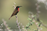 Scarlet-Chested Sunbird<br><i>Chalcomitra senegalensis saturatior</i>