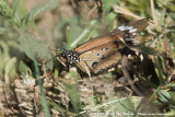 African Monarch<br><i>Danaus chrysippus orientis</i>