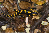Fire Salamander<br><i>Salamandra salamandra salamandra</i>