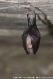 Lesser Horseshoe Bat<br><i>Rhinolophus hipposideros hipposideros</i>