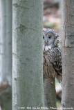 Ural Owl<br><i>Strix uralensis macroura</i>