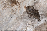 Tawny Owl<br><i>Strix aluco aluco</i>