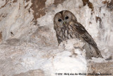 Tawny Owl<br><i>Strix aluco aluco</i>