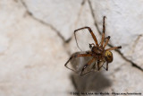 European Cave Spider<br><i>Meta menardi</i>