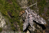 Convolvulus Hawk Moth<br><i>Agrius convolvuli convolvuli</i>