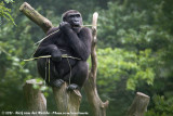 Western Gorilla  (Westelijke Laaglandgorilla)