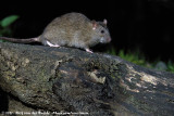Brown Rat<br><i>Rattus norvegicus</i>