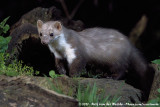 Stone Marten<br><i>Martes foina</i>
