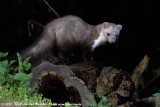 Stone Marten<br><i>Martes foina</i>