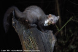 Stone Marten<br><i>Martes foina</i>