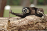 Lar Gibbon<br><i>Hylobates lar ssp.</i>