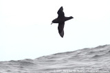 White-Chinned PetrelProcellaria aequinoctialis