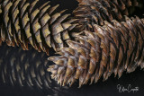 PINECONE.jpg