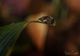 Refraction II