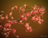 19 Separate images stacked and rendered in Helicon Focus