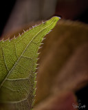 Backlit Leaf