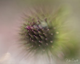 Minimal Depth of Focus using a reverse lens at f2.8
