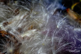 A09I4226.jpg