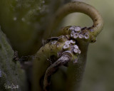 Milkweed Stem shot at f 2.8 20 image stack